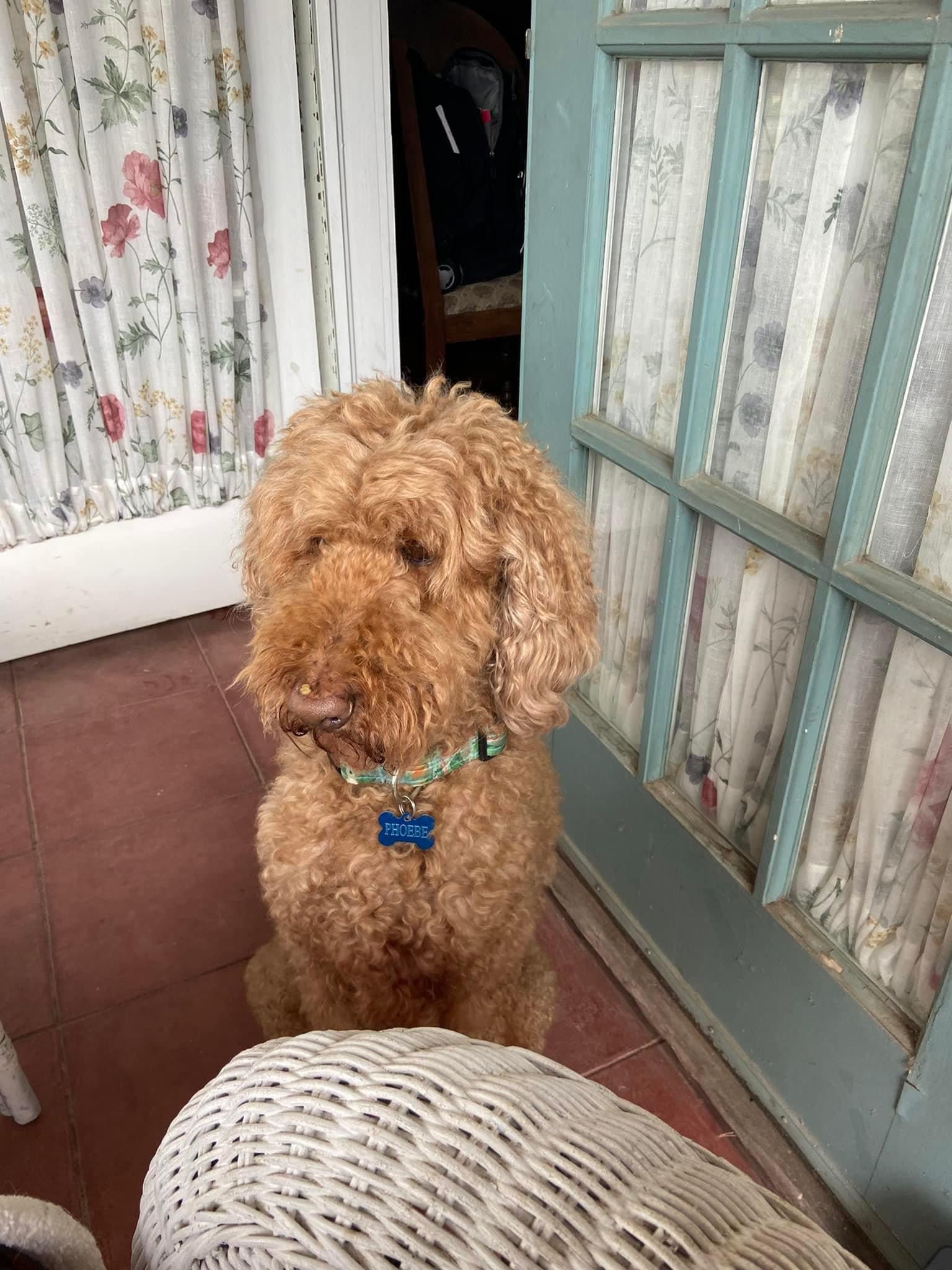 Phoebe