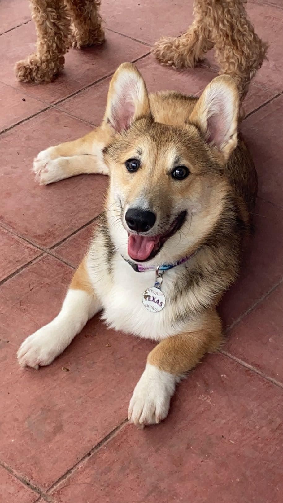 Hank (my granddog)