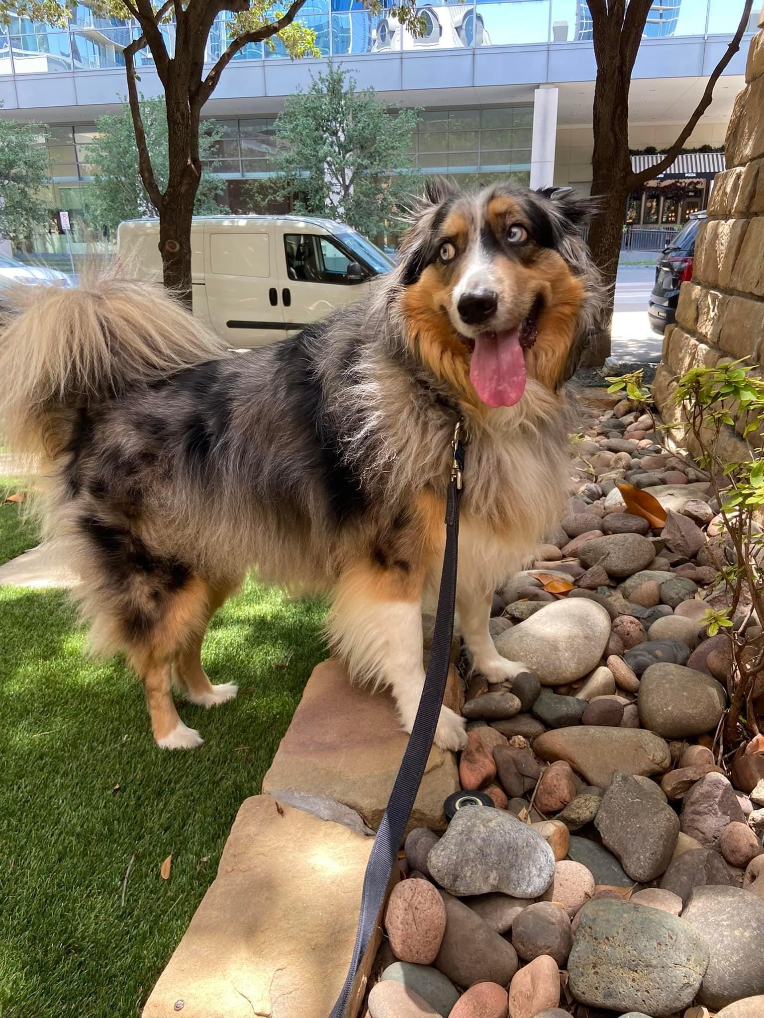 Seguin (Granddog)